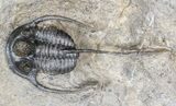 Long-Spined Cyphaspis Eberhardiei Trilobite #44451-3
